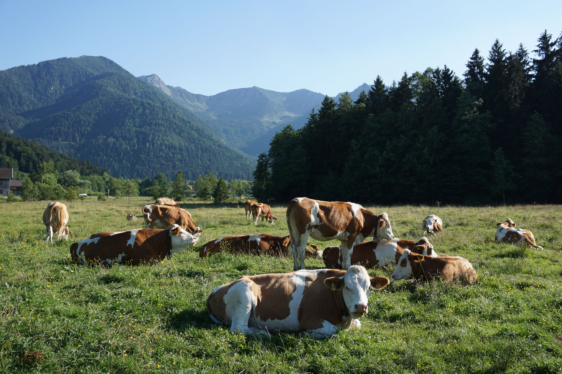 Kühe auf der Alpenwiese